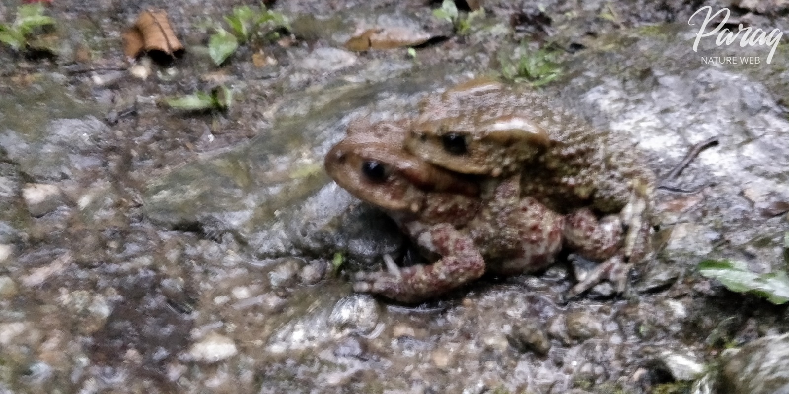 Toads